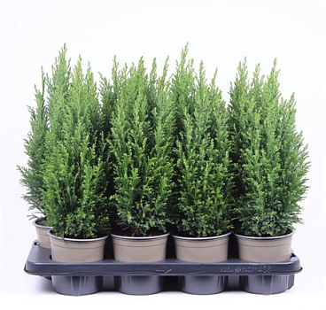 Chamaecyparis Lawsoniana Ellwoodii
