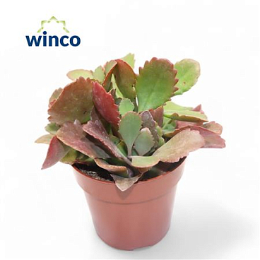Kalanchoe Rubinea.