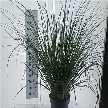 Cortaderia Selloana