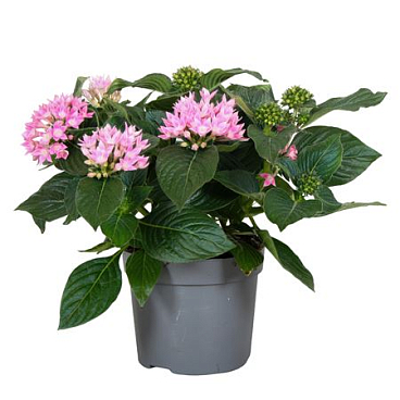 Pentas Starcluster Pink