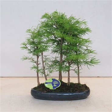 Bonsai Pseudolarix, Forest -group.