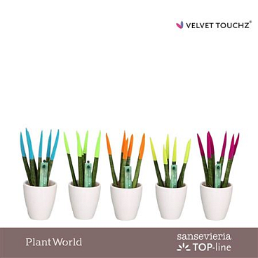 Sansevieria Velvet Touchz® Mix Ibiza
