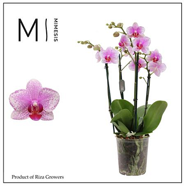 Phal 4st Rotterdam 35+ (mimesis)