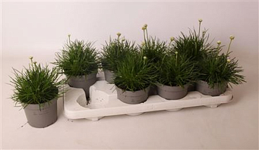 Armeria Maritima Abbey Deep White