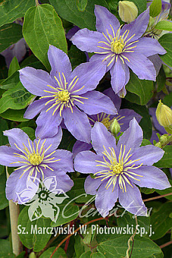 Клематис фиолетовый Джуста