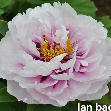 Пион древовидный Синий Сапфир (в тубе)