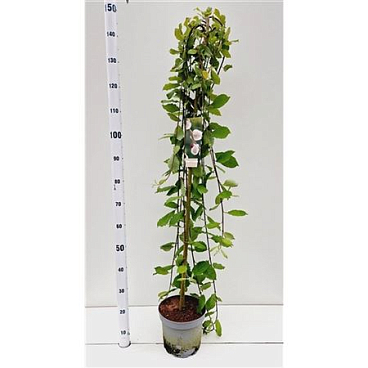 Salix Caprea Kilmarnock