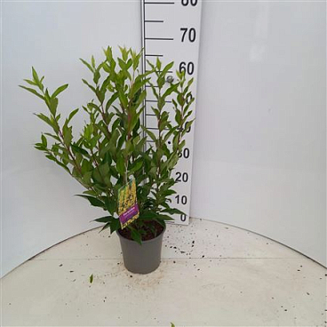 Forsythia Intermedia Spectabilis