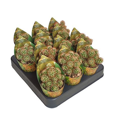 Mammillaria Elongata Anguinea Potcover