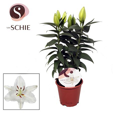 Lilium Or White 3pp