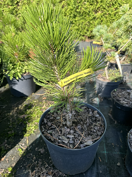 Сосна белокорая Нана