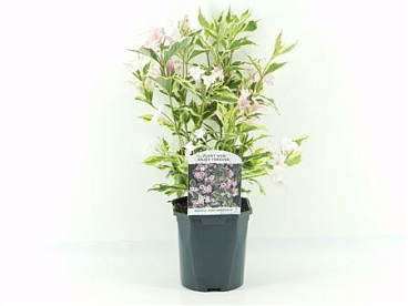 Weigela Flor Nana Variegata