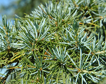 Кедр гималайский Карл Фукс