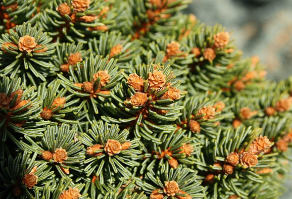 Ель обыкновенная Святы Ян