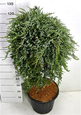 Juniperus Comm Saxatilis