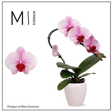 Phal Swan 1st Blush White Ceramic (mimesis)