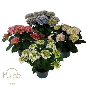 Hydrangea Ma Mix Unique 7+ (hy-pe)