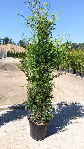 Туя западная Брабант