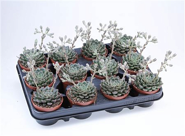Graptopetalum + Flower