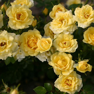 Роза почвопокровная Фейри Айлес в тубе