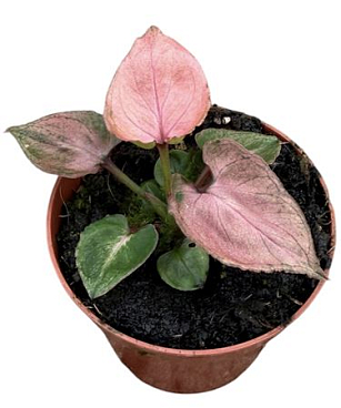 Syngonium Pink Perfection