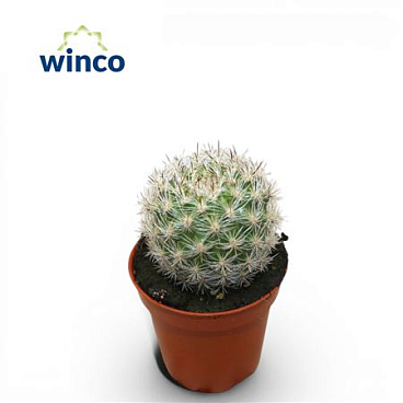 Neoporteria Gerocephala