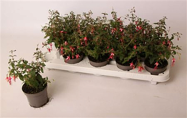 Fuchsia Lady Thumb