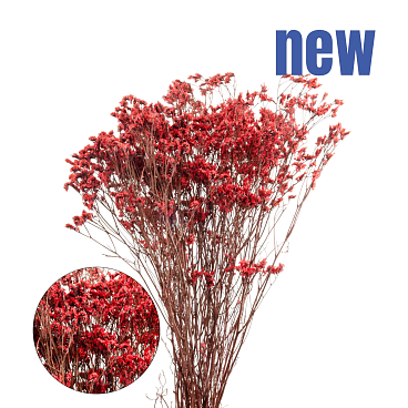 Груша обыкновенная Просто Мария