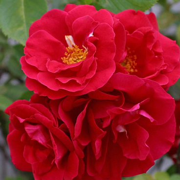 Роза плетистая Фламментанц в тубе