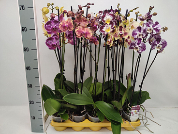 Фаленопсис 2 ст тайваньский микс