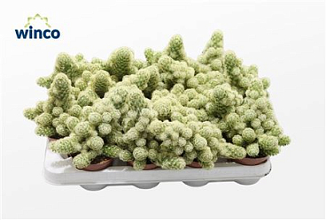 Mammillaria Elongata Xl