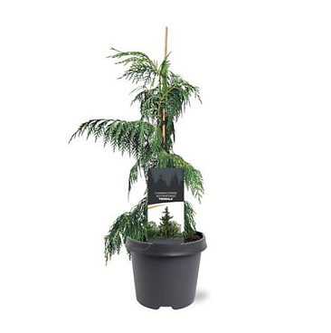 Chamaecyparis Nootk Pendula