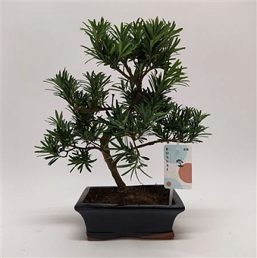 Podocarpus Outdoor Bonsai