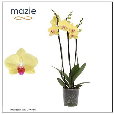 Phal 3st Yellow 20+