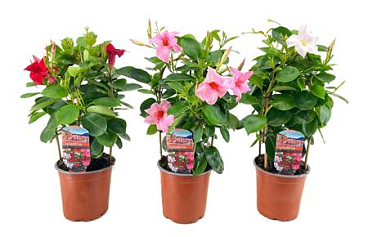 Mandevilla Rio Mix