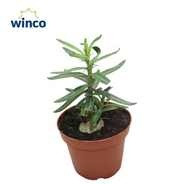 Pachypodium Succulentum