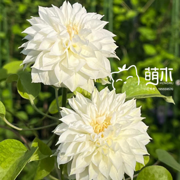 Клематис гибридный Дачесс Оф Эдинберг