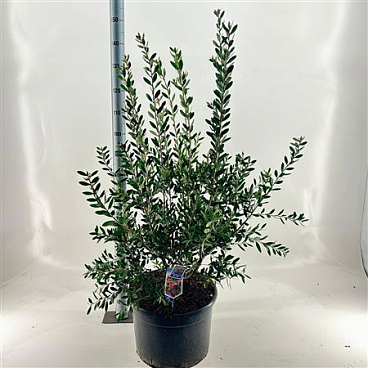 Callistemon Viminalis Hot Pink
