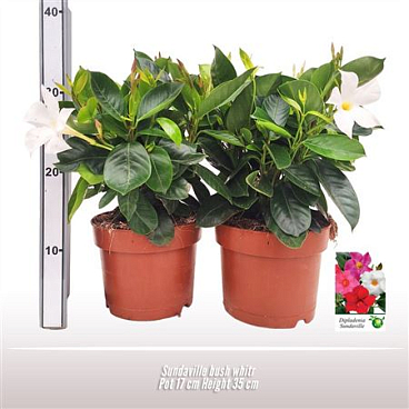 Mandevilla White Bush