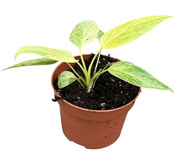 Homalomena Sulcata Cream Frost