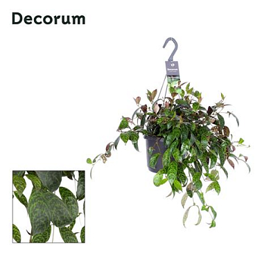 Aeschynanthus Marmoratus