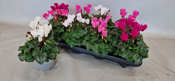 Цикламен Супер Серия Веранда