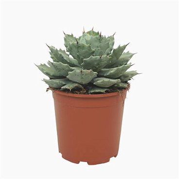 Agave Potatorum