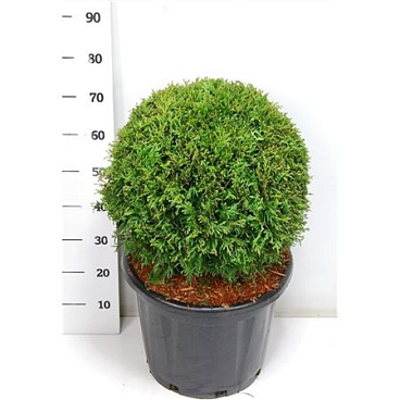 Thuja Occ Brabant Ball