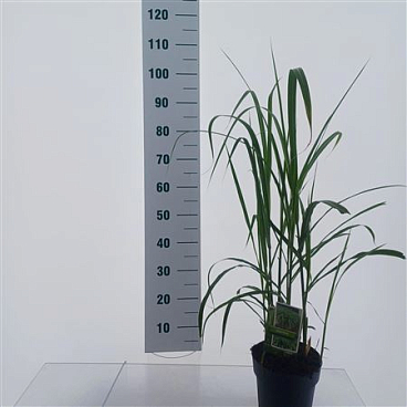 Miscanthus Sin Giganteus