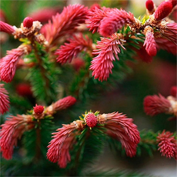 Ель обыкновенная Райдал