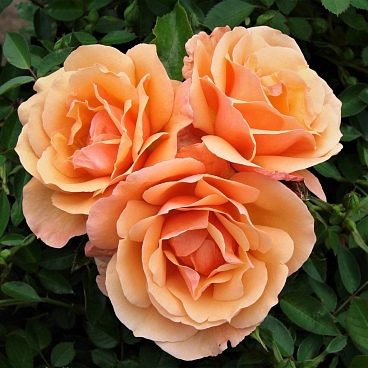 Роза чайно-гибридная Шантелла