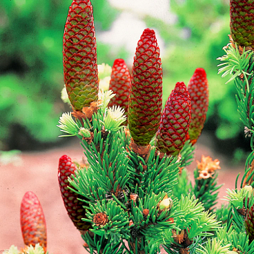 Ель колючая Лаки Страйк ком + горшок