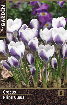 Крокус ботанический Принц Клаус
