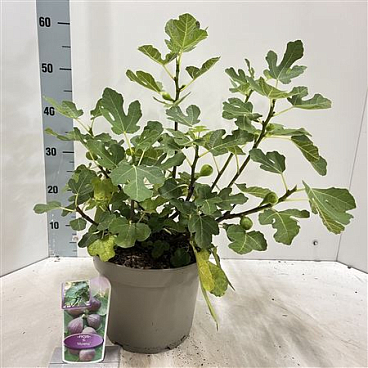 Ficus Carica Morena